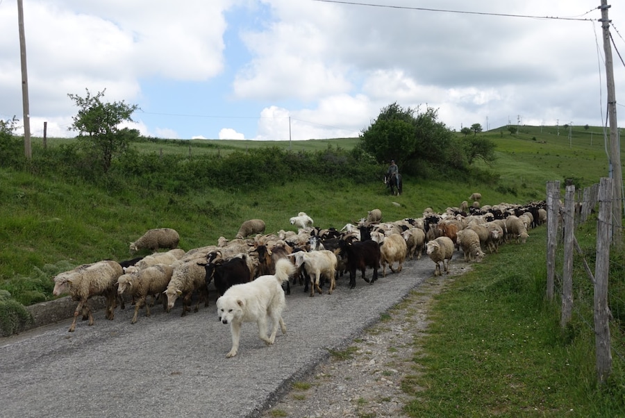 Pecore asfalto e pastore