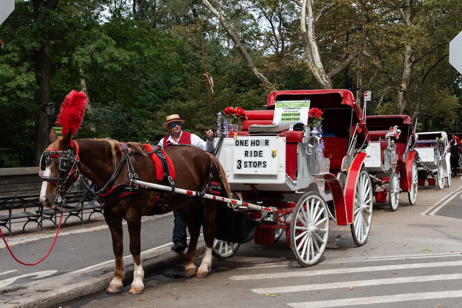 Alcune carrozze trainate da cavalli ferme a Central Park, Manhattan, New York. (Reuters)