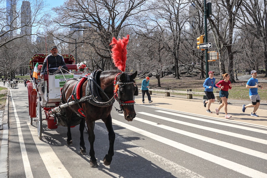 New York, Stati Uniti: una carrozza trainata da cavalli percorre una strada del parco a Central Park mentre alcuni corridori le passano accanto, durante il primo fine settimana di primavera a Manhattan. 21 marzo 2026 (Reuters)