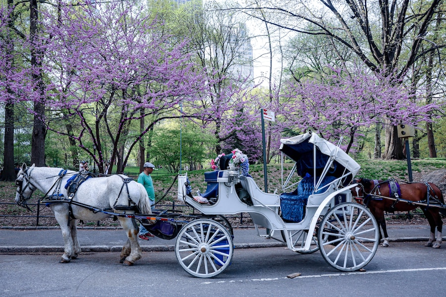 16 aprile 2026, New York. Una carrozza trainata da cavalli a Central Park. (Reuters)
