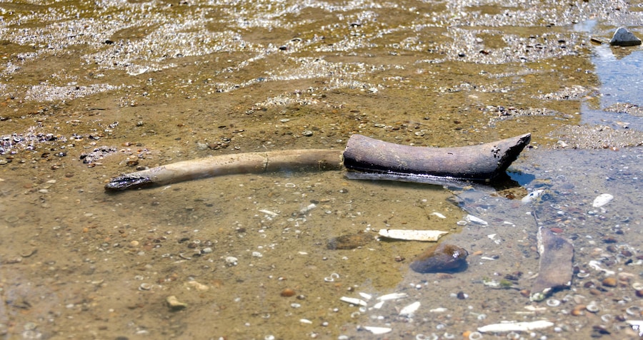 I resti di quello che gli storici ritengono essere un antico mammut, emersi dopo che il livello delle acque del Danubio è sceso a un minimo storico, giacciono sul letto del fiume nei pressi del villaggio di Ryahovo, nel comune di Slivo Pole, in Bulgaria. (via REUTERS)