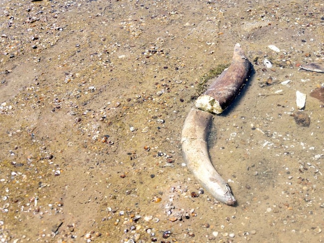 Spunta un mammut dal Danubio in secca