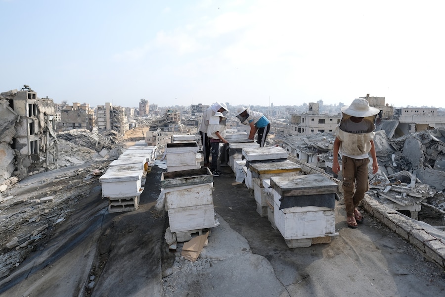 Apicoltori palestinesi sfollati raccolgono il miele dagli alveari dell'azienda apistica della famiglia al-Dabba, nella città di Gaza, sabato 8 agosto 2026. (Foto AP/Jehad Alshrafi) (APN)