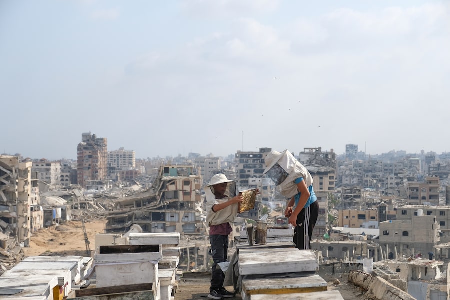 Apicoltori palestinesi sfollati raccolgono il miele dagli alveari dell'azienda apistica della famiglia al-Dabba, nella città di Gaza, sabato 8 agosto 2026. (Foto AP/Jehad Alshrafi) (APN)