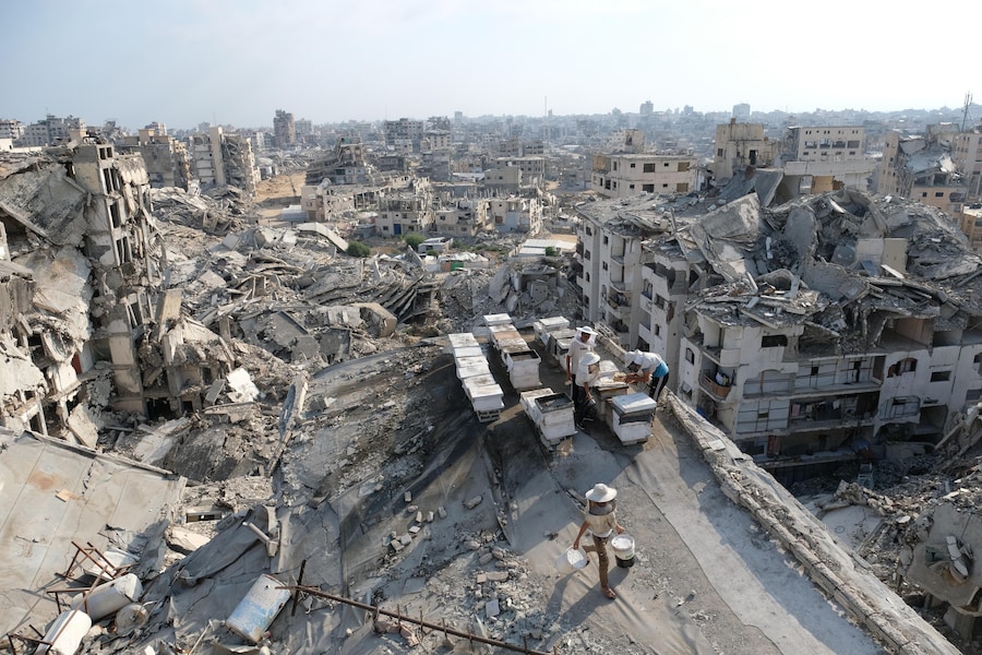 Apicoltori palestinesi sfollati raccolgono il miele dagli alveari dell'azienda apistica della famiglia al-Dabba, nella città di Gaza, sabato 8 agosto 2026. (Foto AP/Jehad Alshrafi) (APN)