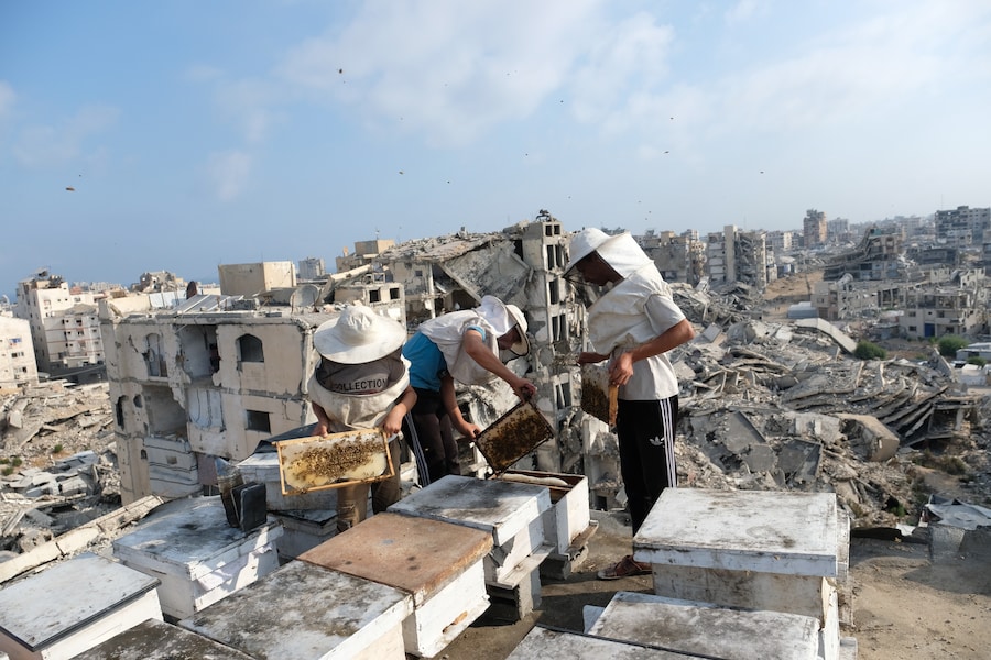 Apicoltori palestinesi sfollati raccolgono il miele dagli alveari dell'azienda apistica della famiglia al-Dabba, nella città di Gaza, sabato 8 agosto 2026. (Foto AP/Jehad Alshrafi) (APN)