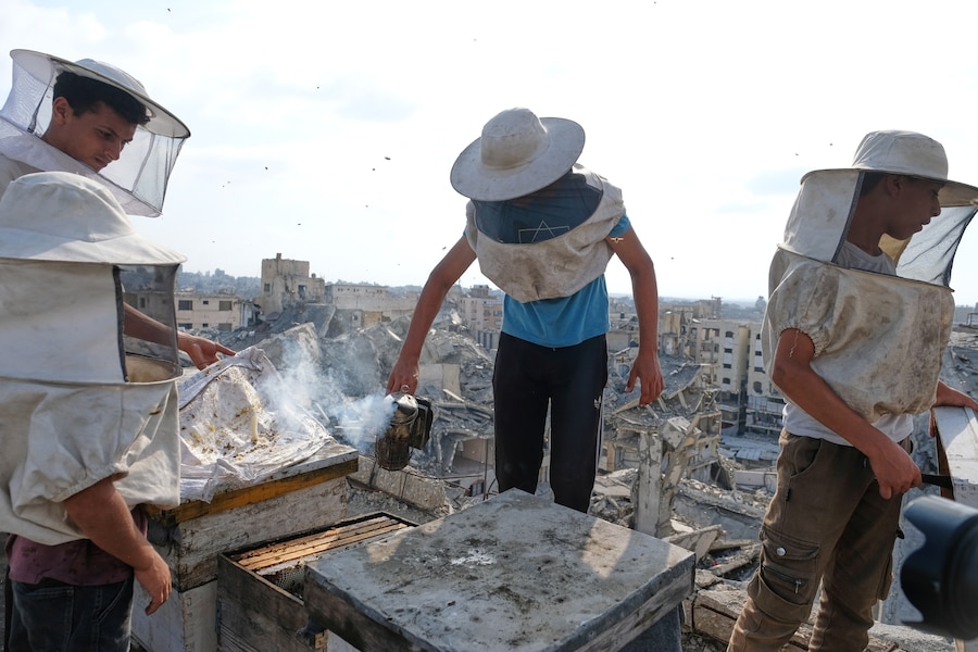 Apicoltori palestinesi sfollati raccolgono il miele dagli alveari dell'azienda apicola della famiglia al-Dabba, nella città di Gaza, sabato 8 agosto 2026. (Foto AP/Jehad Alshrafi) (APN)