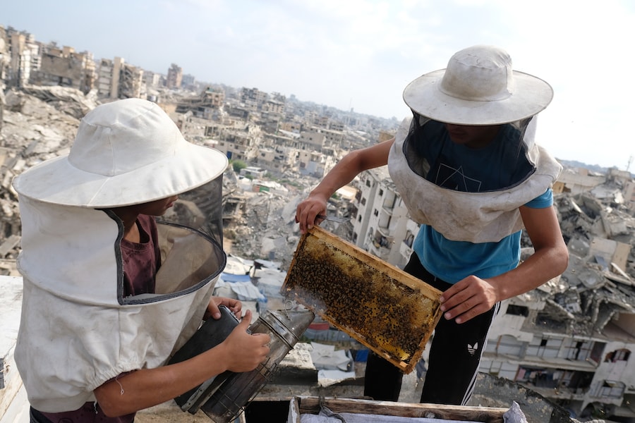 Apicoltori palestinesi sfollati raccolgono il miele dagli alveari dell'azienda apistica della famiglia al-Dabba, nella città di Gaza, sabato 8 agosto 2026. (Foto AP/Jehad Alshrafi) (APN)
