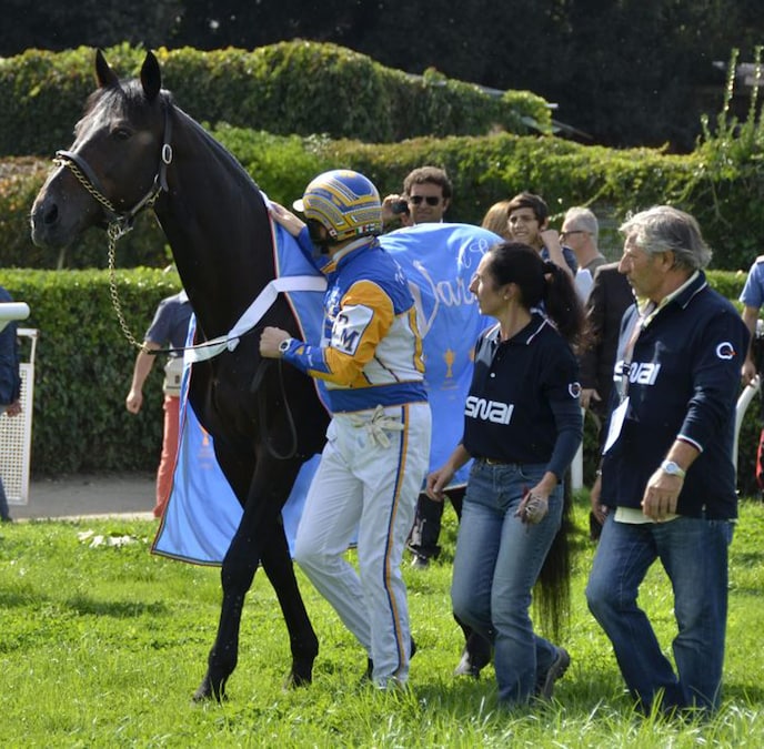Il più grande trottatore italiano, Varenne, ad Agnano in occasione del 64esimo Gp Lotteria disputato nell'ippodromo napoletano, Napoli, 13 ottobre 2013 (ANSA)