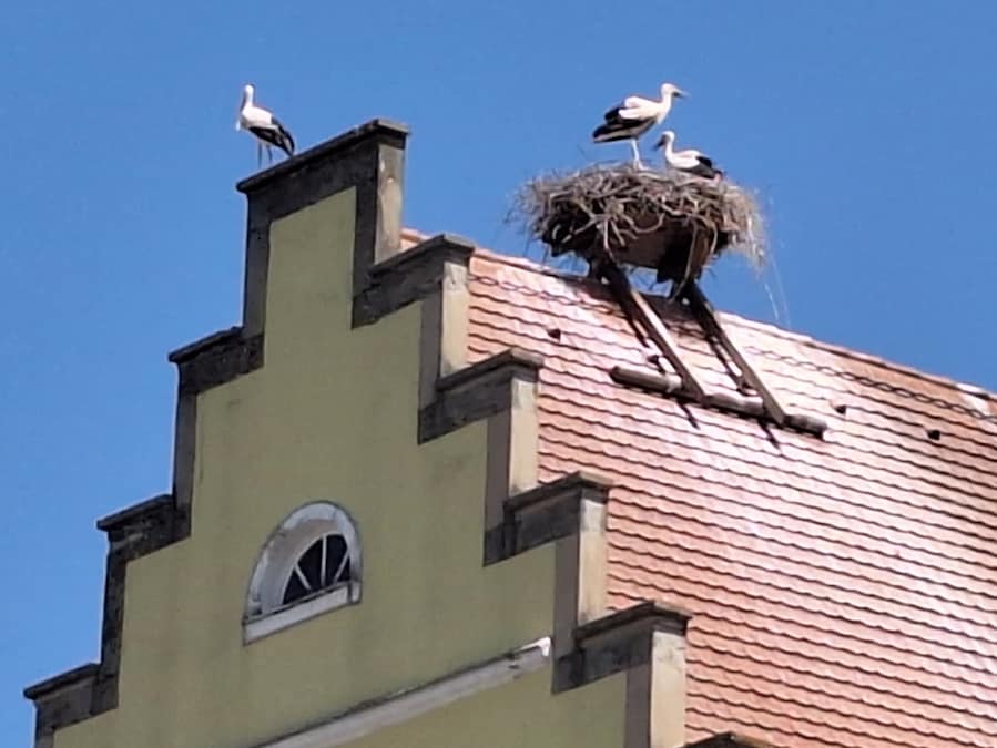 Cicogne a Feuchtwangen