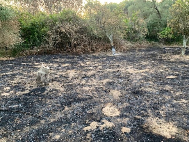 Furti, incendi, tagli di ulivi secolari: le intimidazioni non fermano Patrizia Rodi Morabito, imprenditrice agricola a Rosarno