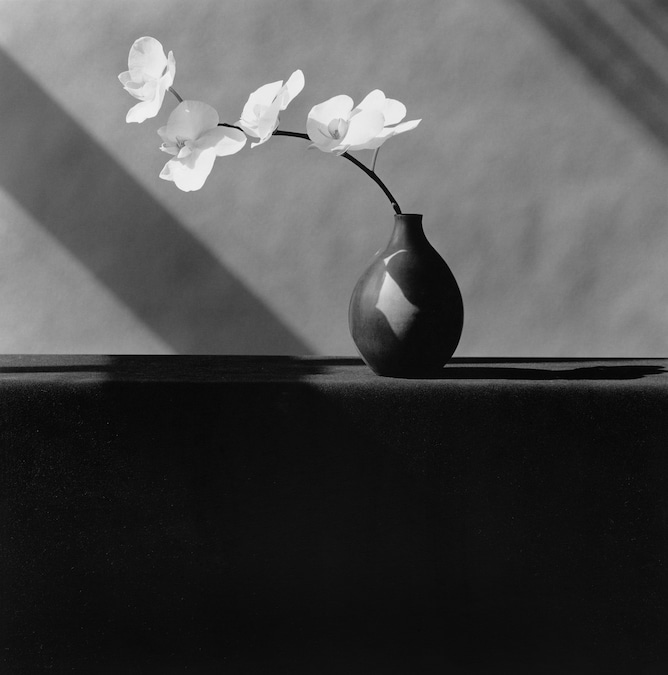 Orchids, 1982 © Robert Mapplethorpe Foundation