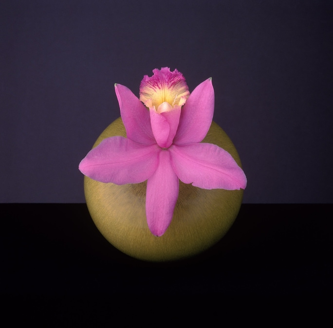 Orchid, 1987 © Robert Mapplethorpe Foundation