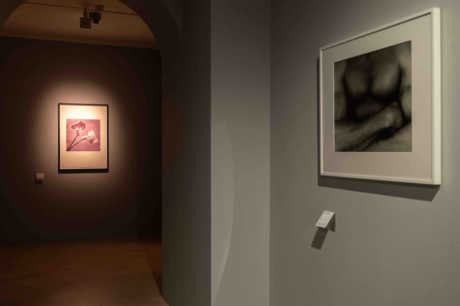 AraPacis_Robert Mapplethorpe (Wps)