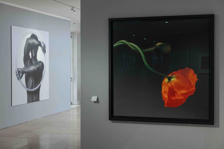 AraPacis_Robert Mapplethorpe
