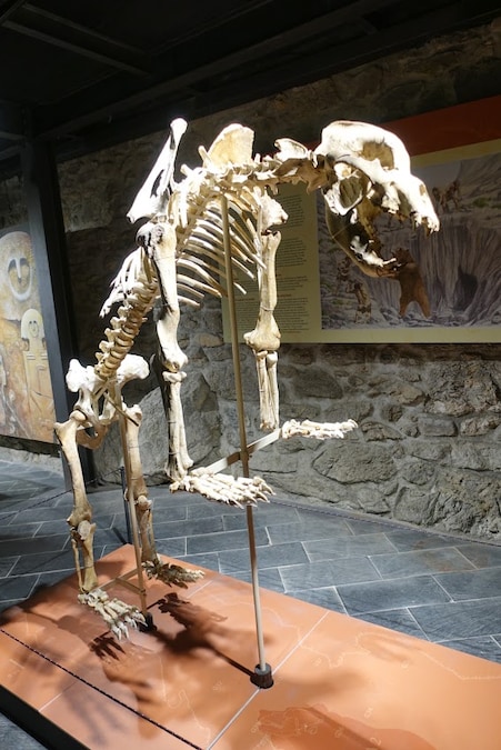 Dalla Tecchia di Equi, scheletro di orso delle caverne (Pleistocene superiore)