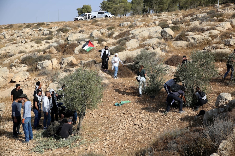 Palestinesi raccolgono le olive sotto lo sguardo della Polizia di frontiera israeliana nei pressi dell’insediamento ebraico di Ma’on in Cisgiordania, a sud di Hebron, il 22 ottobre 2022. (EPA)