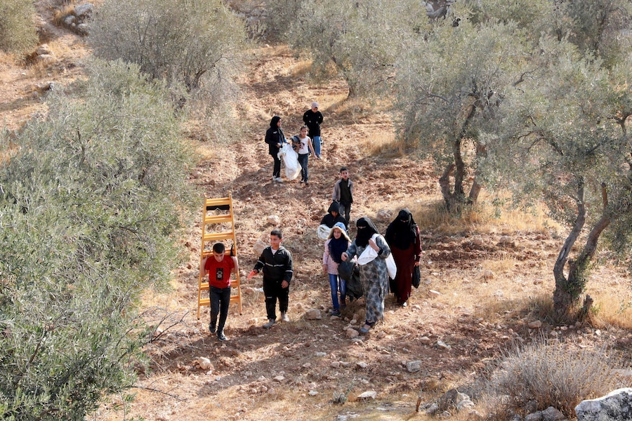 Palestinesi raccolgono le olive nei pressi dell’insediamento ebraico di Ma’on in Cisgiordania, a sud di Hebron, il 22 ottobre 2022. Attivisti internazionali per la pace hanno aiutato i palestinesi nella raccolta delle olive, mentre soldati israeliani e agenti della Polizia di frontiera erano nelle vicinanze per garantire che non si verificassero scontri tra i palestinesi e i coloni ebrei. (EPA)