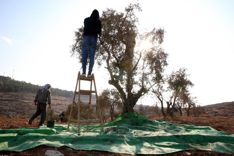Palestinesi raccolgono le olive nei pressi dell’insediamento ebraico di Ma’on in Cisgiordania, a sud di Hebron, il 22 ottobre 2022. Attivisti internazionali per la pace hanno aiutato i palestinesi nella raccolta delle olive, mentre soldati israeliani e agenti della Polizia di frontiera erano nelle vicinanze per garantire che non si verificassero scontri tra i palestinesi e i coloni ebrei. (EPA)