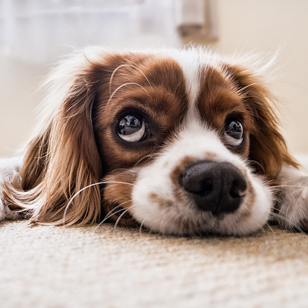 Gli Animali Sono Meglio Degli Essere Umani Off Topic Radio 24