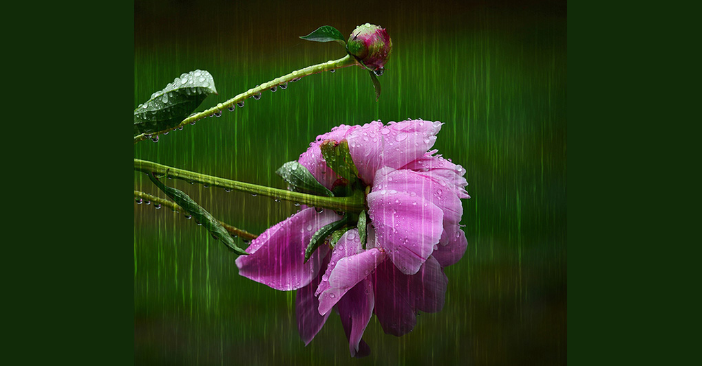 Peonie e altre perenni: una pioggia di fiori episode artwork