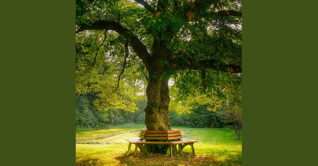 Il giardino segreto