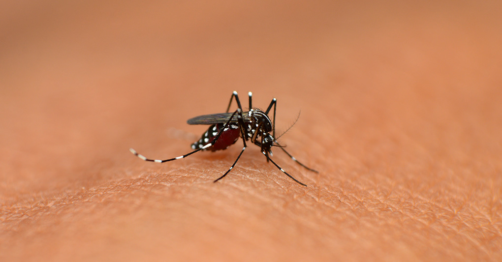 La minaccia Dengue: allarme esagerato?