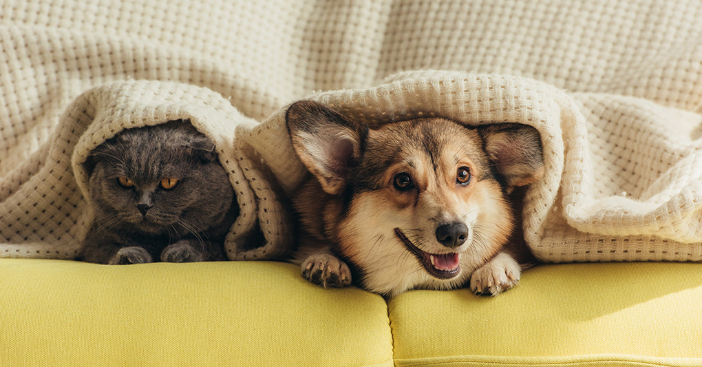 Il tempo del cane, il tempo del gatto