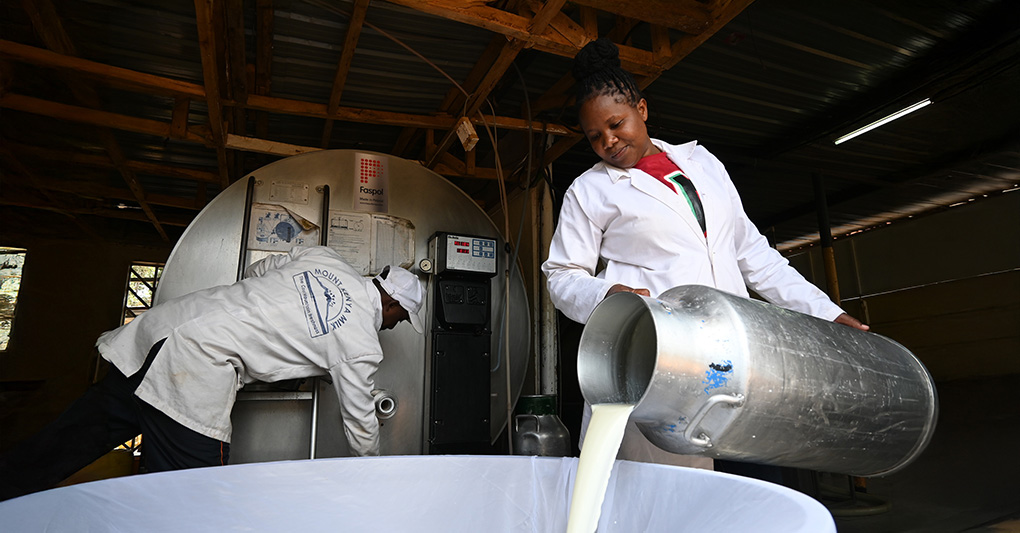 Oro Bianco: storie africane di cow-boy e fattorie