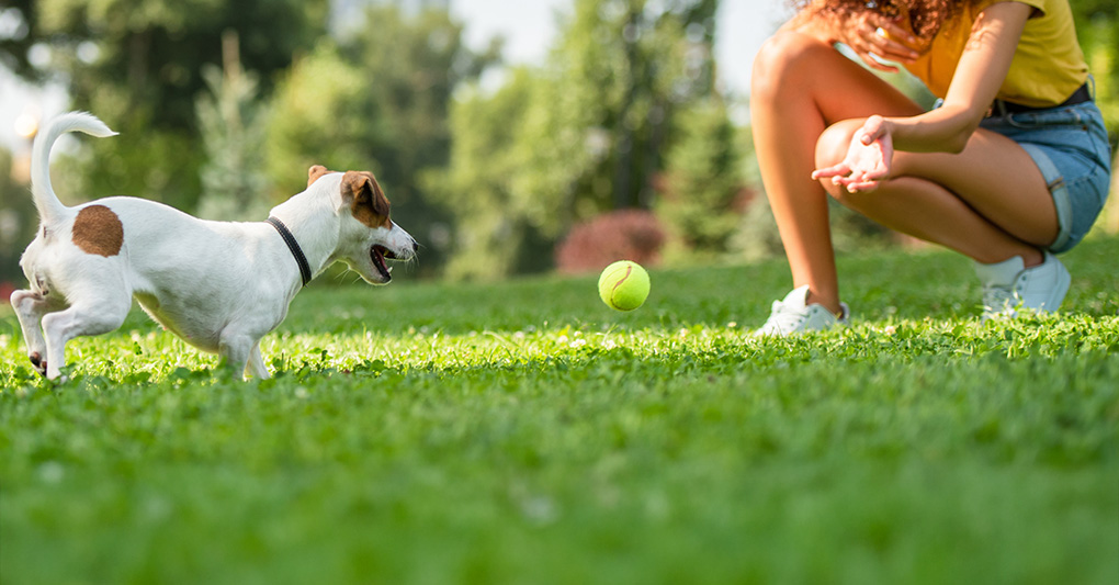 Il gioco che unisce: intesa e fiducia tra noi e gli animali