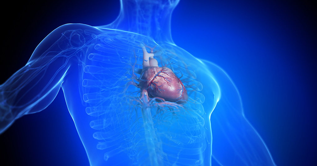 Cuore e batticuore: quando si sente il cuore