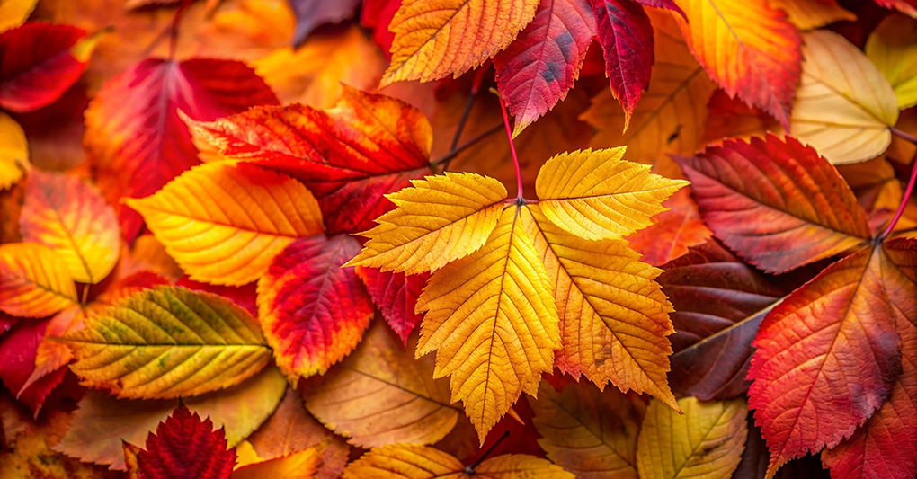 ​Autunno: molto più che foliage - di Roberta Pellegatta 