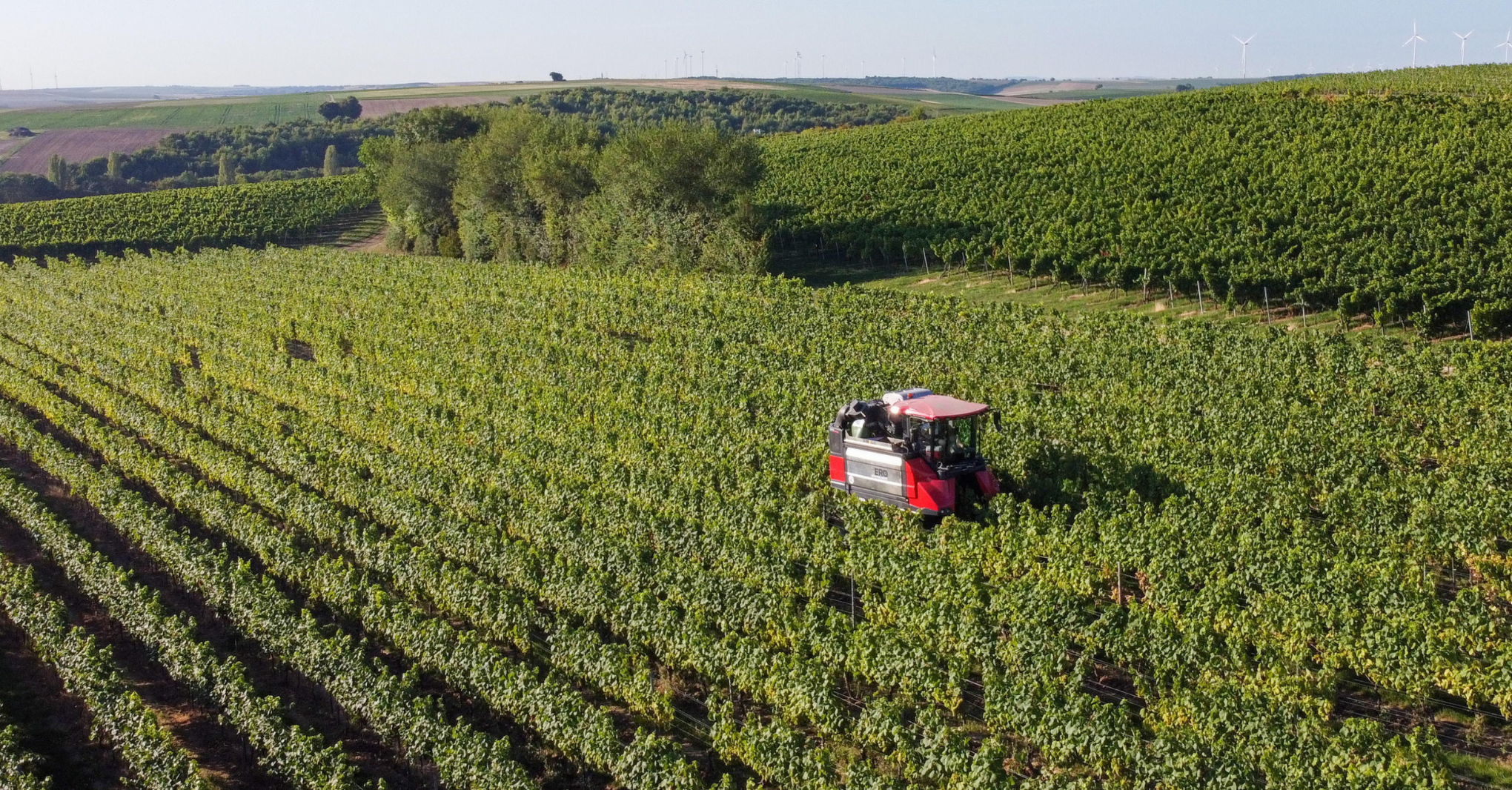 In vino veritas, perché una ricca vendemmia non è una buona notizia 