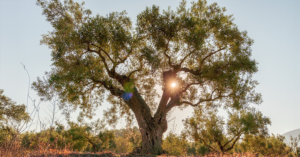Voci dalla terra degli ulivi