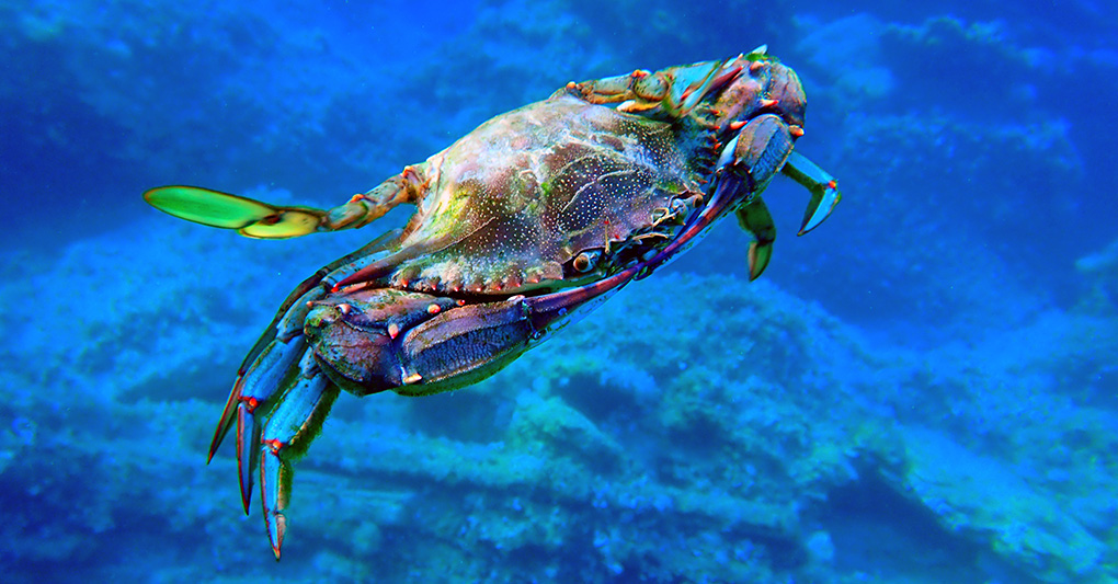 E se i gatti salvassero le vongole?