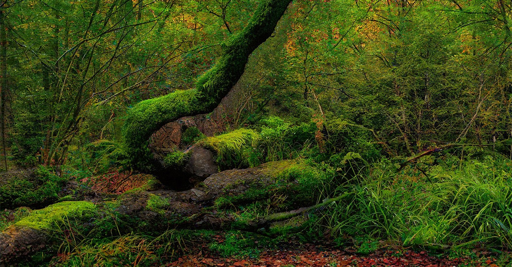 Il carbon credit si "Imbosca"