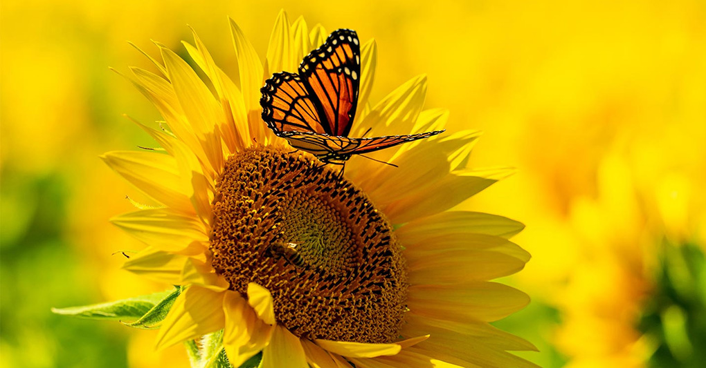 Let it bee, Sos impollinatori