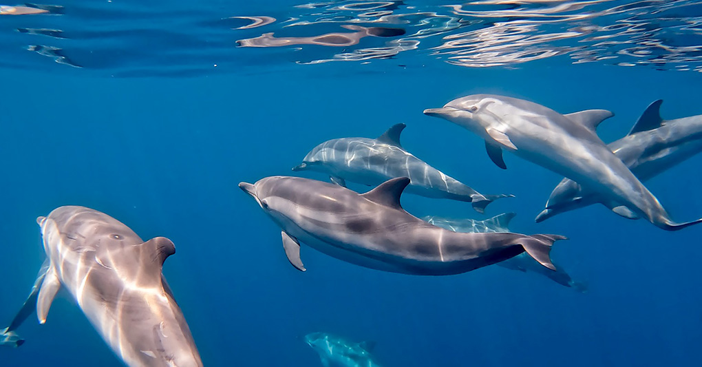 Taranto, la città dei delfini - di Roberta Pellegatta 