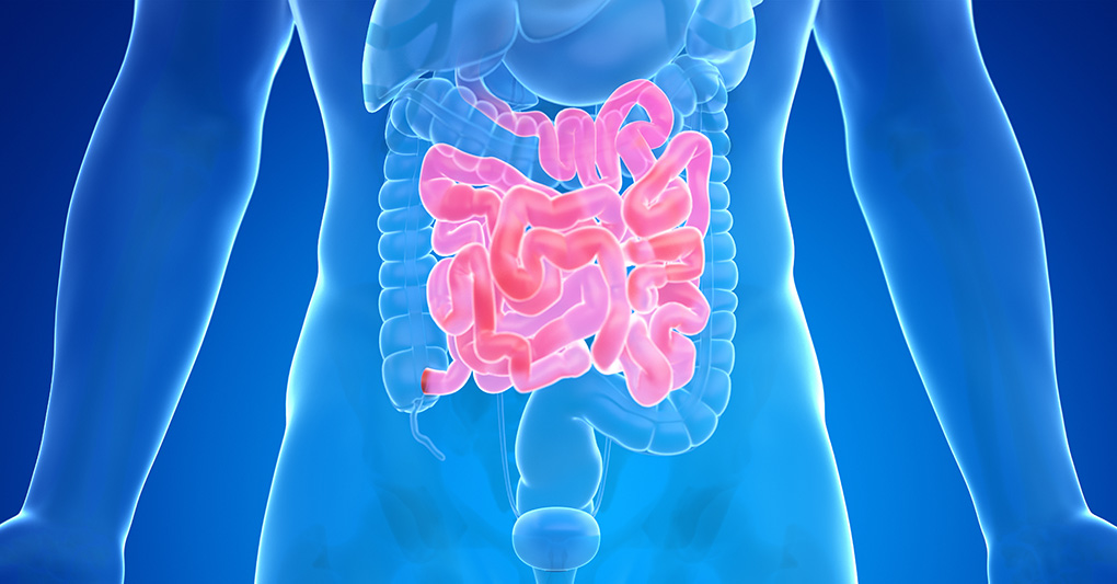 Intestino e cervello: un dialogo continuo per il nostro benessere