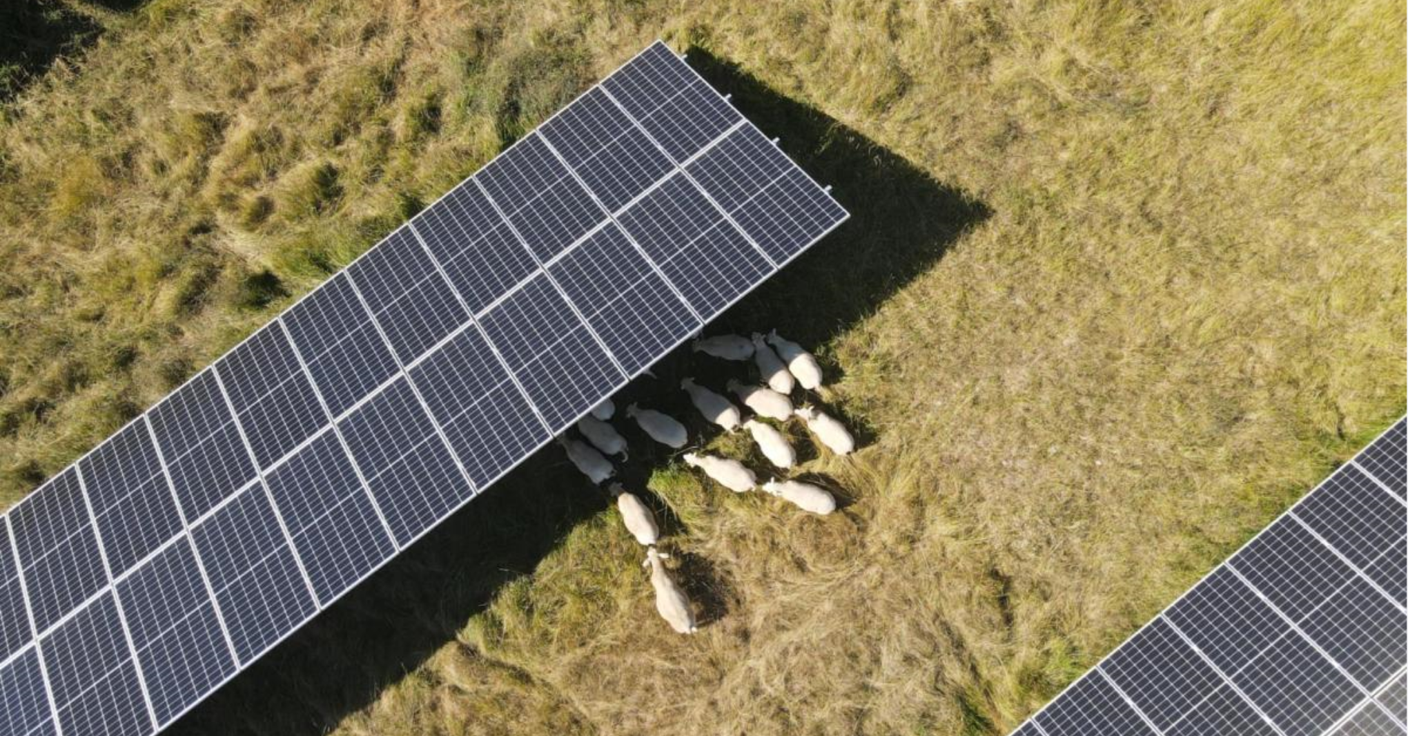 Chance e incognite dell'agri-voltore