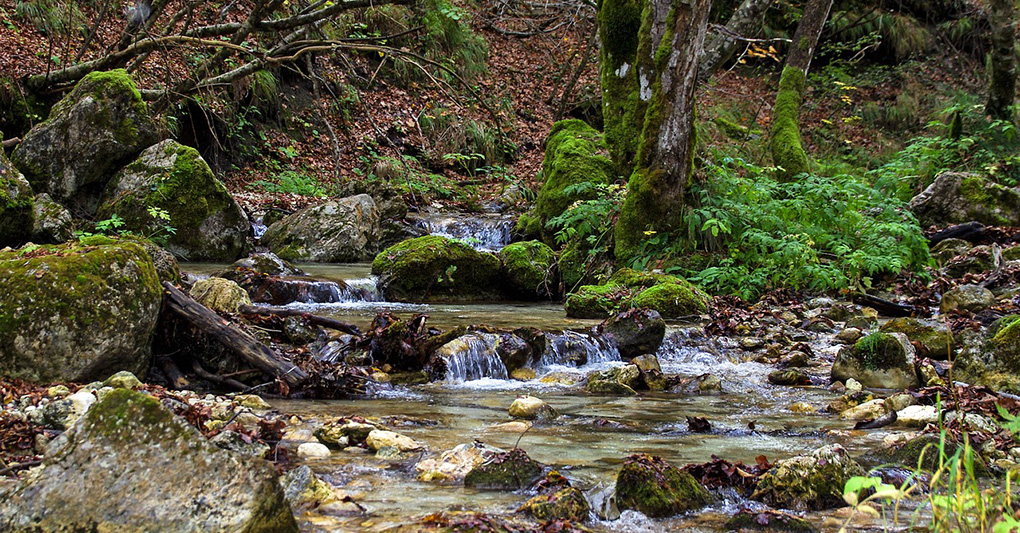 La famiglia nel bosco che si ribella allo Stato - Regioni al voto: vince l’astensione