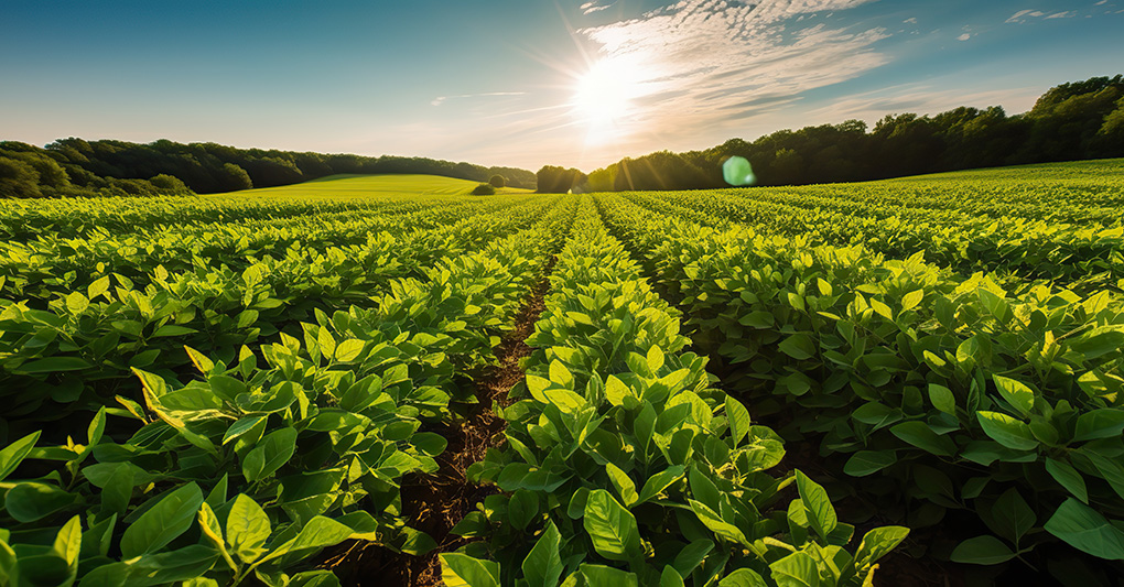 La soia della discordia - di Rosanna Magnano