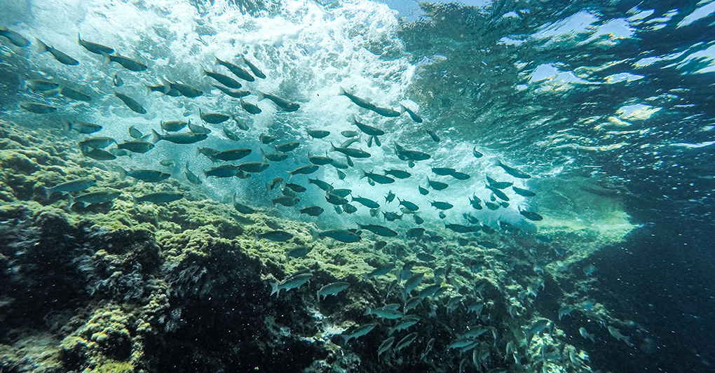 Mare: istruzioni per l'uso