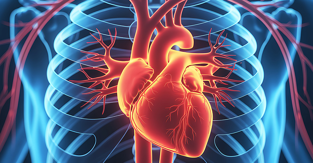 Valvole cardiache: piccole strutture, grande impatto sulla salute del cuore
