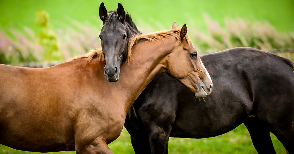 Stop alla carne equina