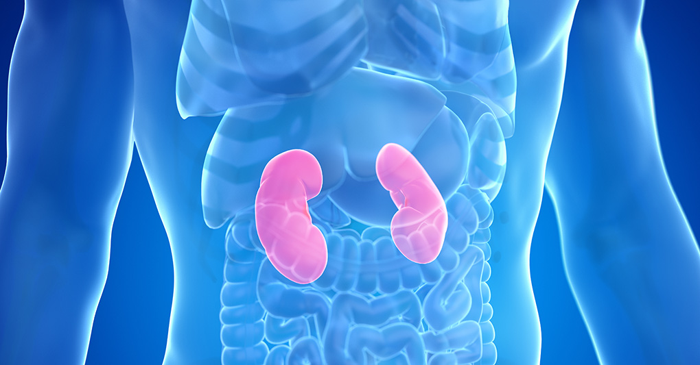 Giornata mondiale del rene: perché la prevenzione fa la differenza Giornata mondiale del rene: perché la prevenzione fa la differenza