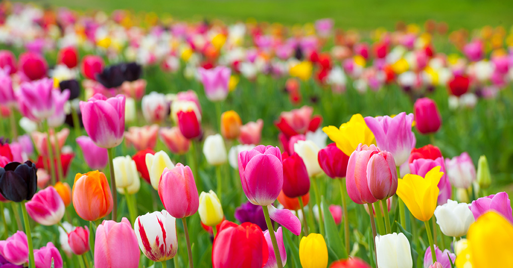 Tulipani mania. I costi della guerra in un fiore