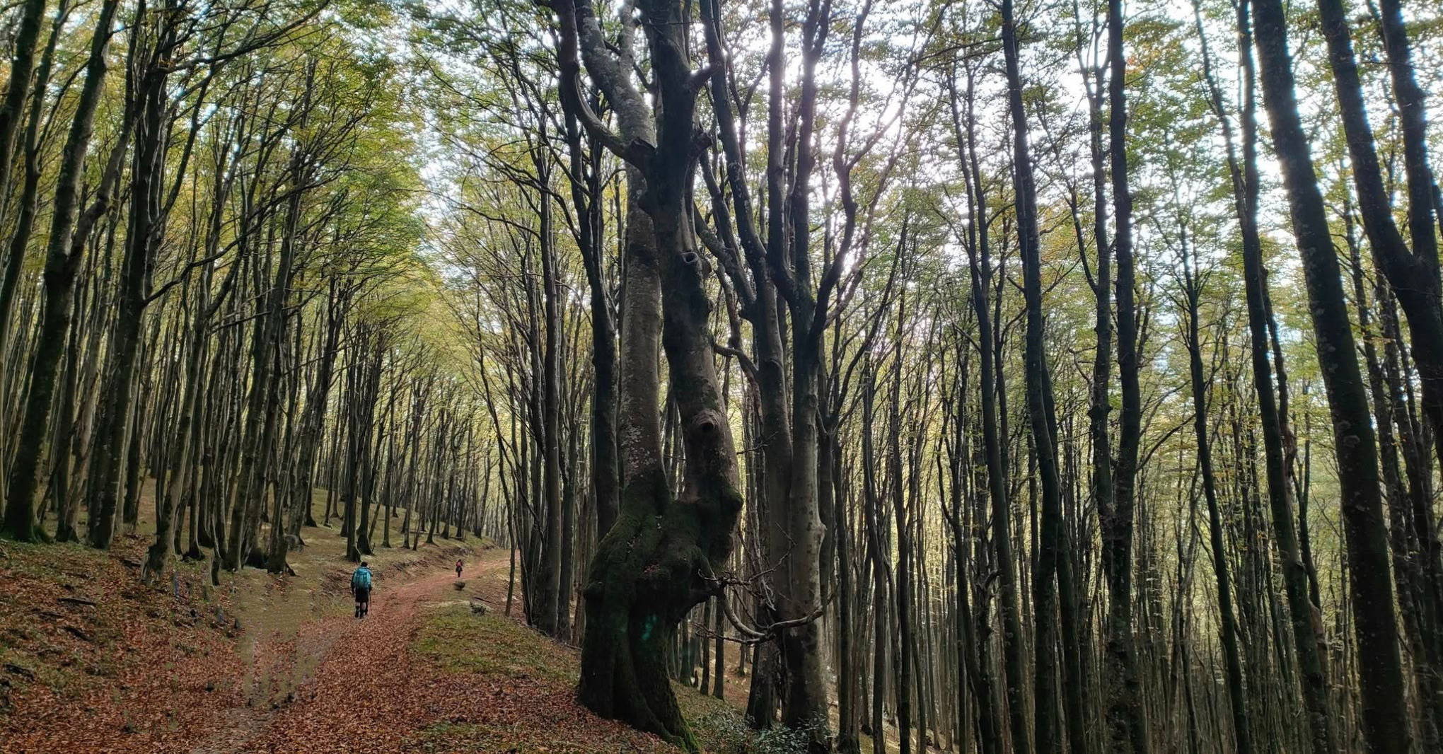 Calabria: il Cammino di San Francesco di Paola e il Va’ Sentiero Fest episode artwork