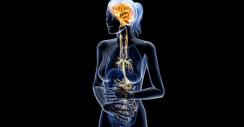 Il nervo vago: il filo invisibile tra cervello, intestino ed emozioni