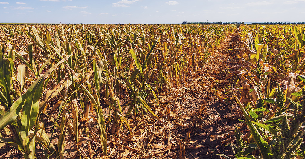 Come l’agricoltura si adatta al clima